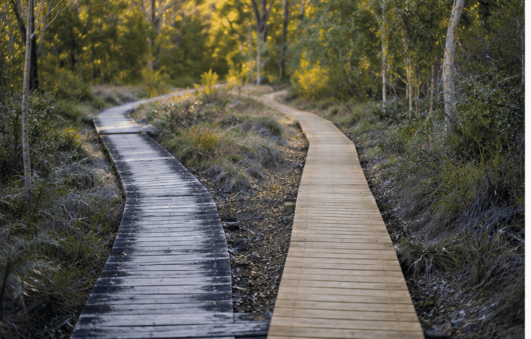 Timber boardwalk forking into two paths through Australian bushland, representing the choice between mortgage brokers in Sydney